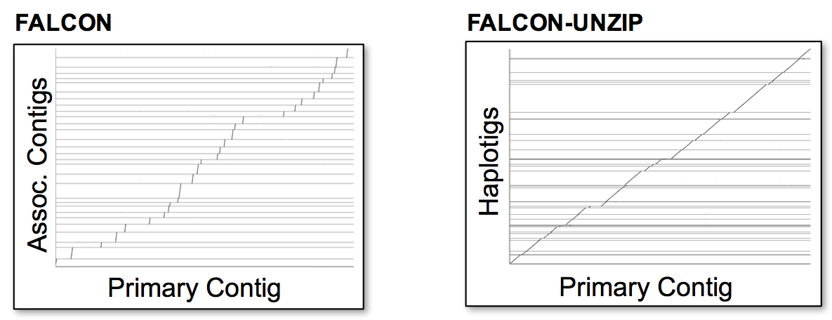 Associate contigs VS Haplotigs